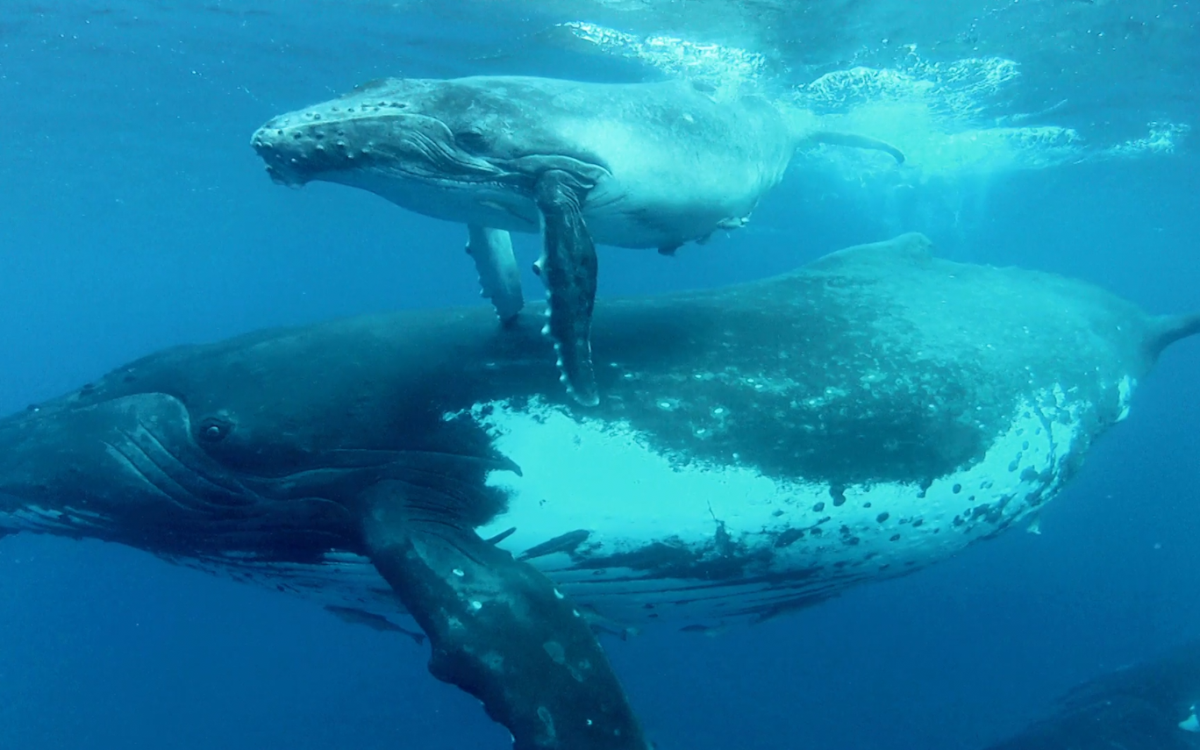 Making Contact: The Intelligence of Whales with James Nestor