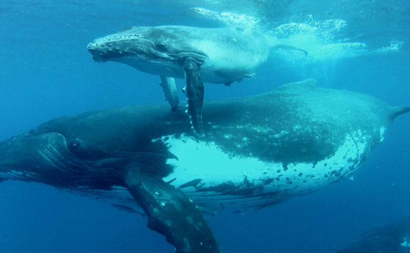 Making Contact: The Intelligence of Whales with James Nestor