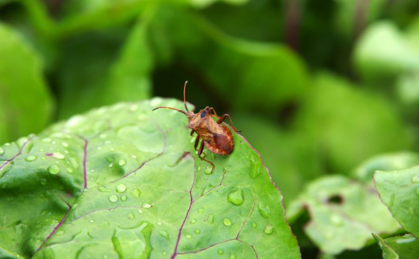 Garden Pests and Weeds: Bob Cannard’s Unique Take