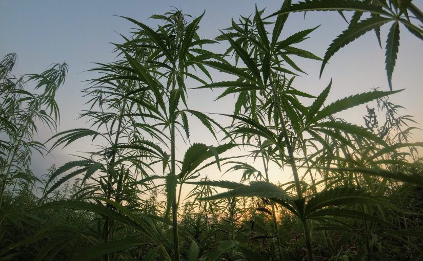 The Hemp Revival: An Ecological Alternative with Many Commercial Uses