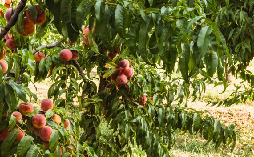 Seeds Are Alive: An Interview with Emigdio Ballon