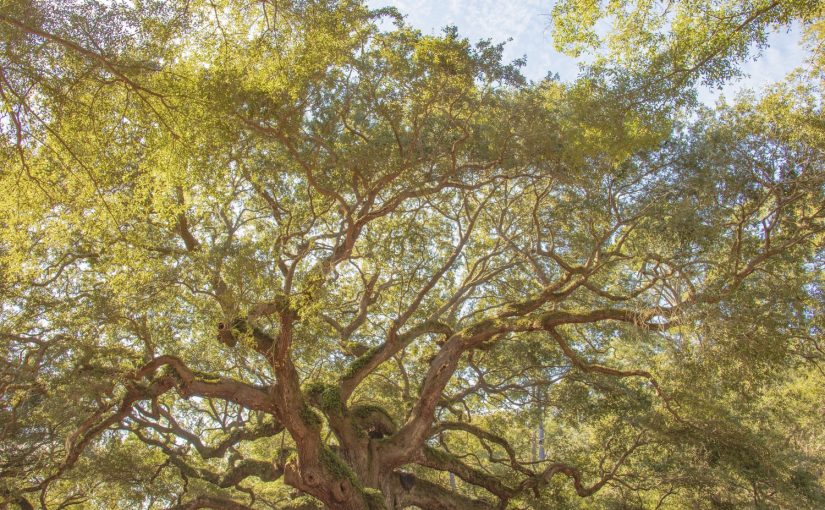 Restoring the Oaks and Our Connection to the Earth: An Interview with Jolie Elan