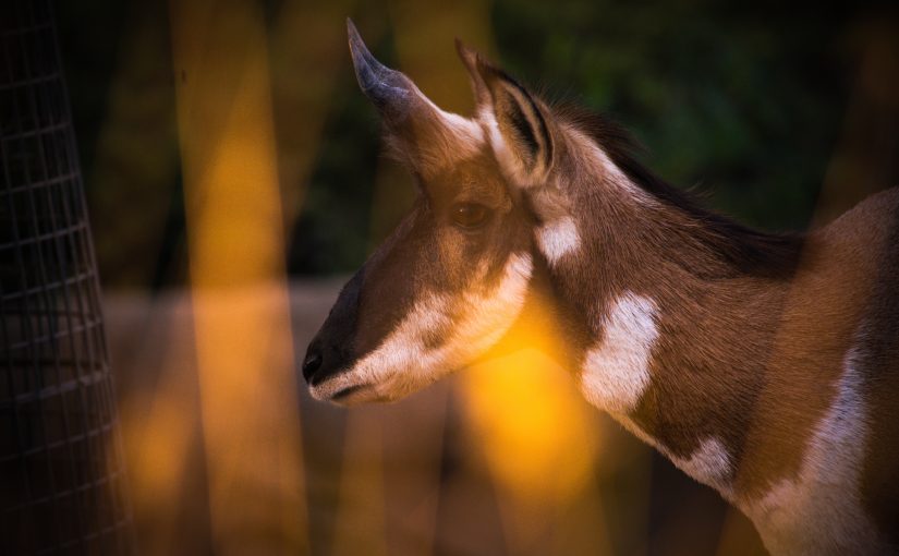 The Council of Pronghorn: Terry Tempest Williams Honors the Silent Witnesses to Fracking