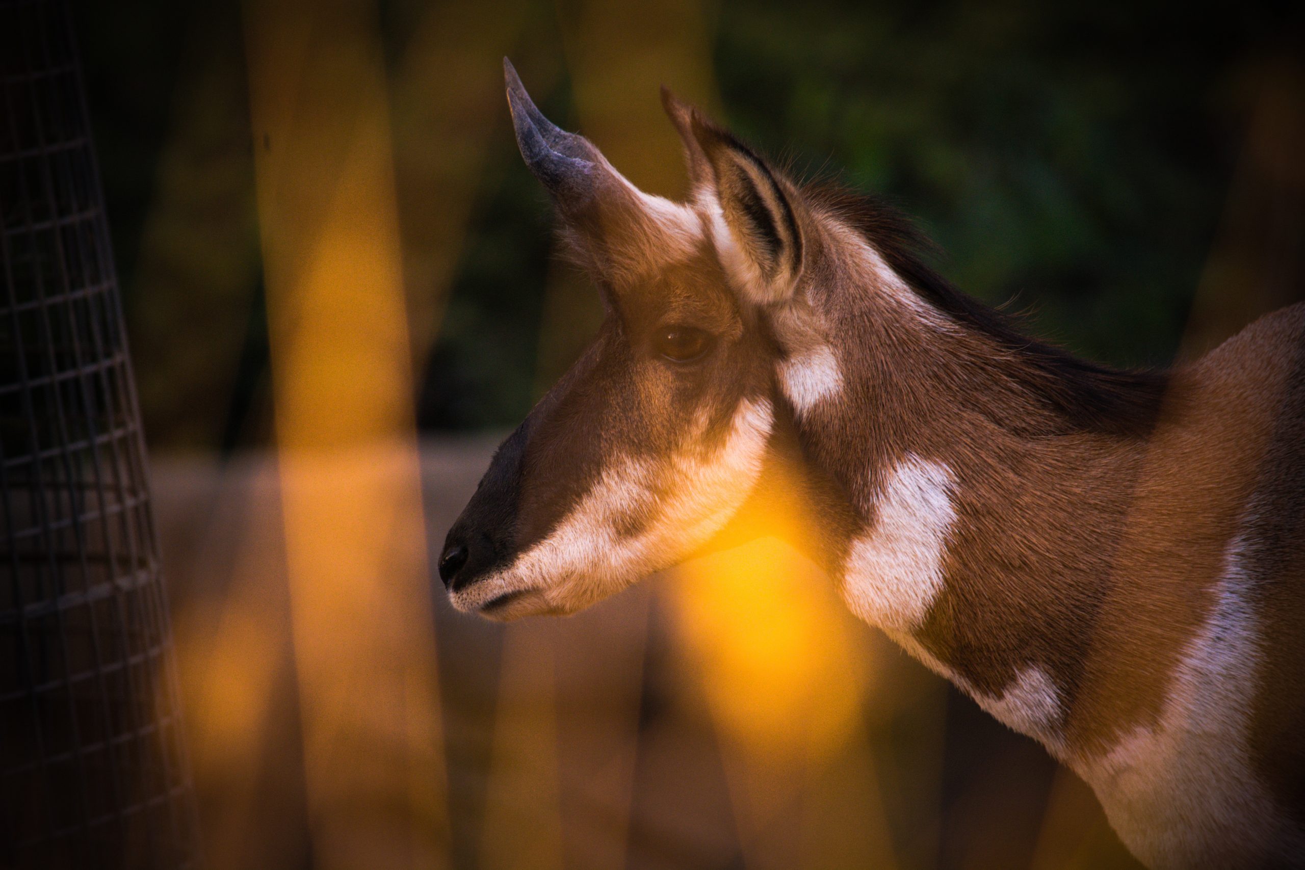 The Council of Pronghorn: Terry Tempest Williams Honors the Silent Witnesses to Fracking