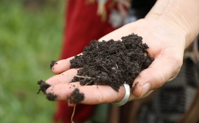 How Soil Health Affects Human Health: An Interview with Dr. Daphne Miller