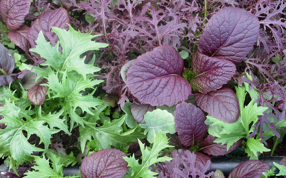 Crop Rotation: Improves Soil Health and Yields