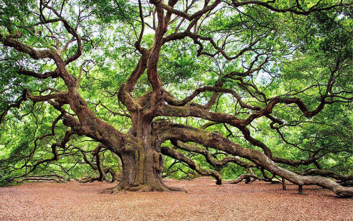 Working with Bio-Intelligence of Plants for Healing and Guidance During Insane Times