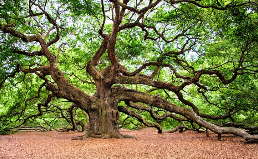 Working with Bio-Intelligence of Plants for Healing and Guidance During Insane Times