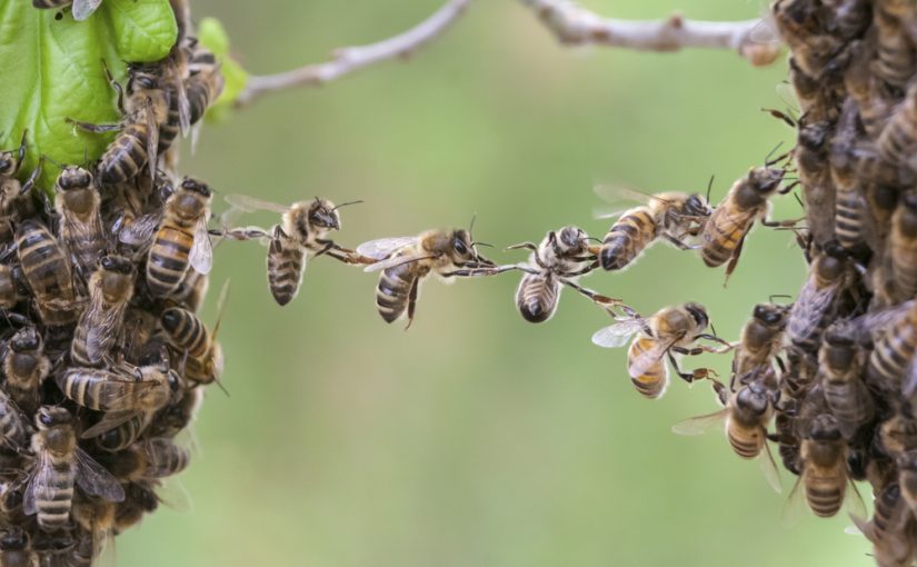 Solutions Underfoot: How Paul Stamets is Using Mushrooms to Save the Bees