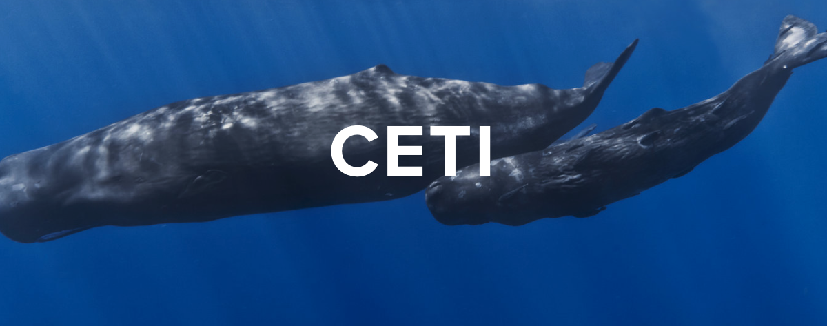 What the Cetacean Says: CETI Project to Research Sperm Whale Clicks