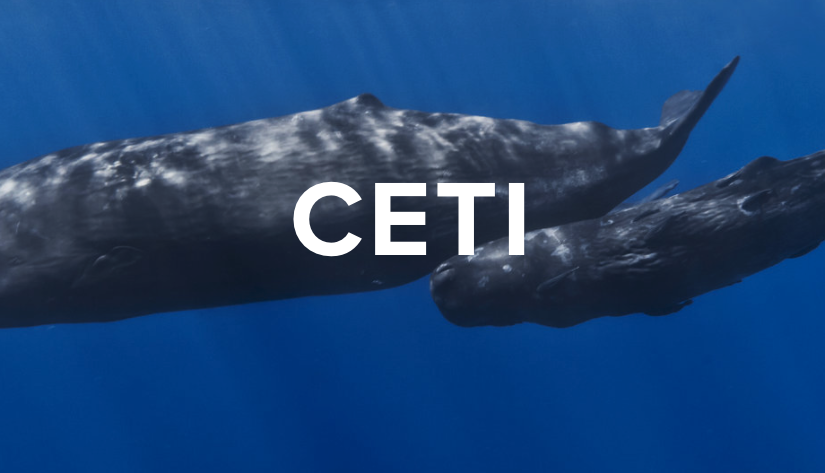 What the Cetacean Says: CETI Project to Research Sperm Whale Clicks