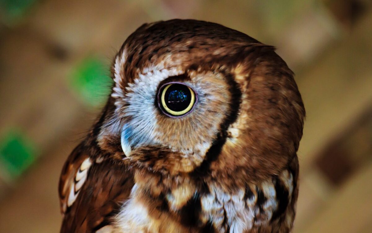 Astounding Intelligence In the Natural World