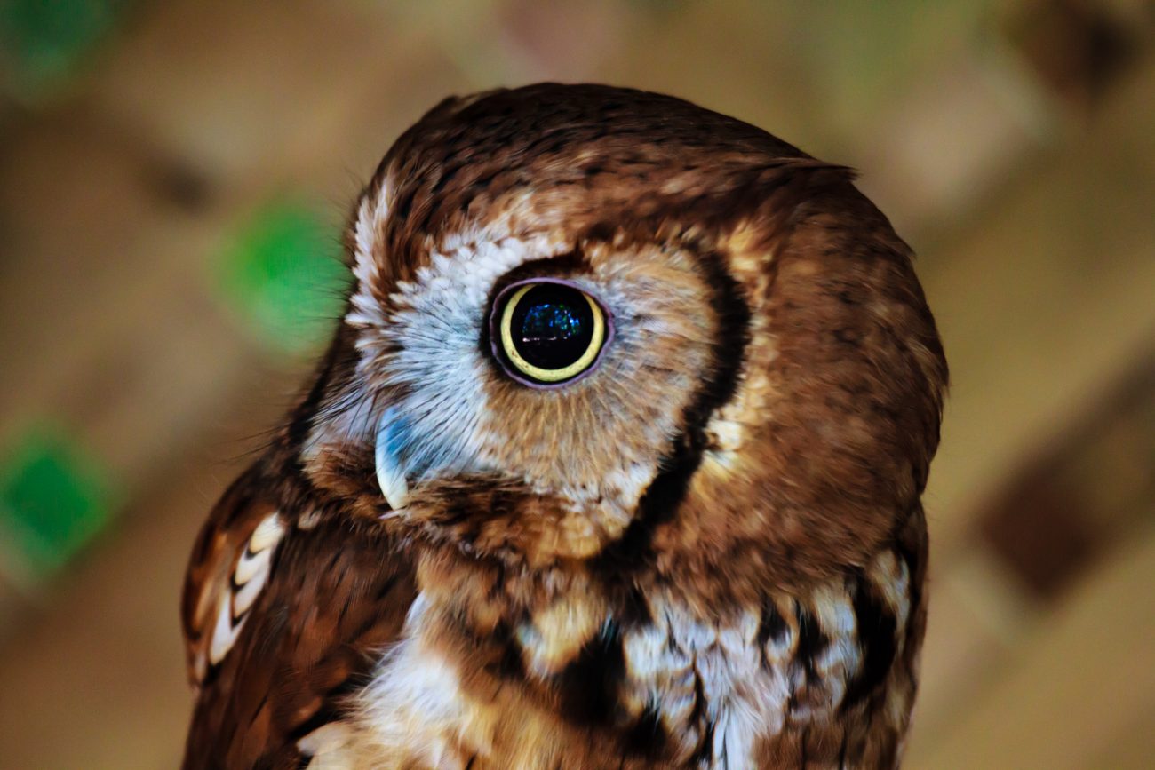 Astounding Intelligence In the Natural World