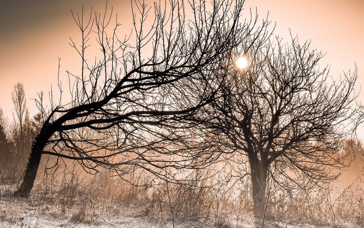 Community Resilience in Light of the Coronavirus