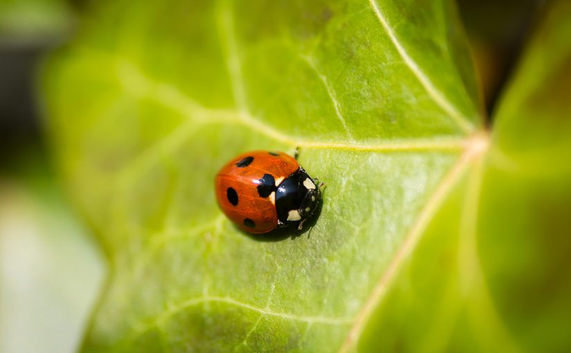 Pest Control Designed by Nature: An Interview with Ron Whitehurst