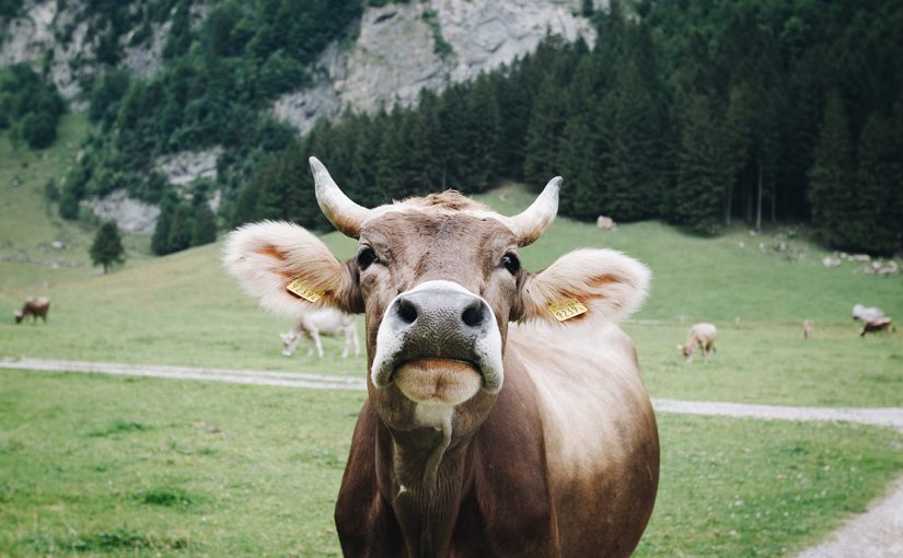 Holistic Grazing: Restoring Ecosystems