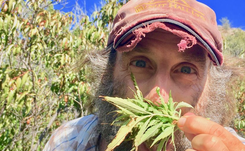 American Hemp Farmer