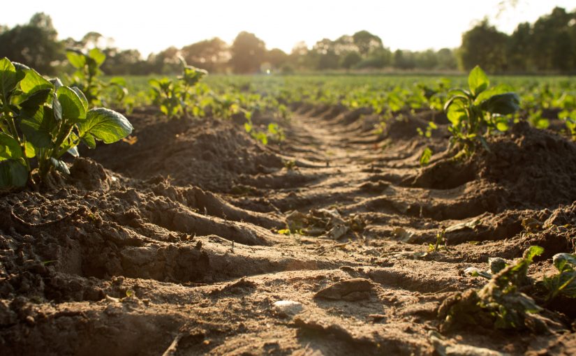 Soil Erosion, Civilizations and a New Way to Farm