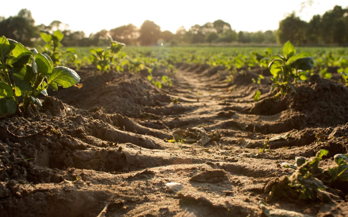 Soil Erosion, Civilizations and a New Way to Farm