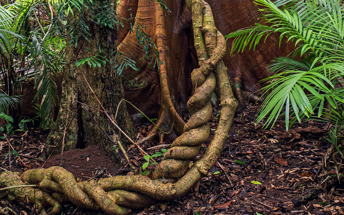 Ayahuasca in the 21st Century