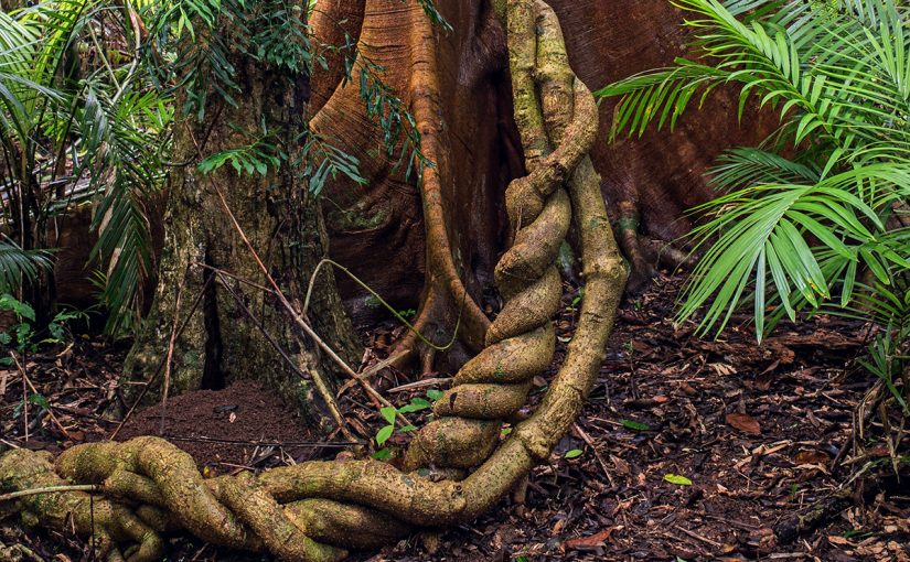 Ayahuasca in the 21st Century