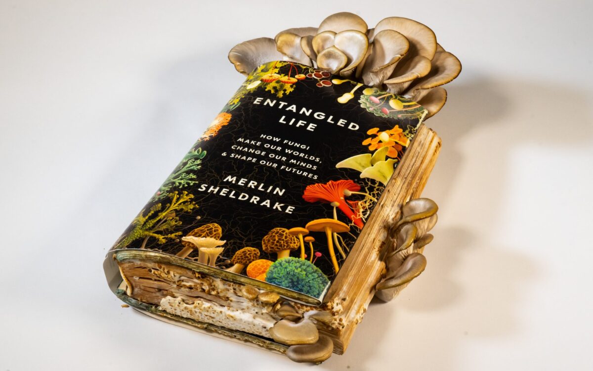 <em>Entangled Life</em>: Fungi, the Great Biosphere Builders
