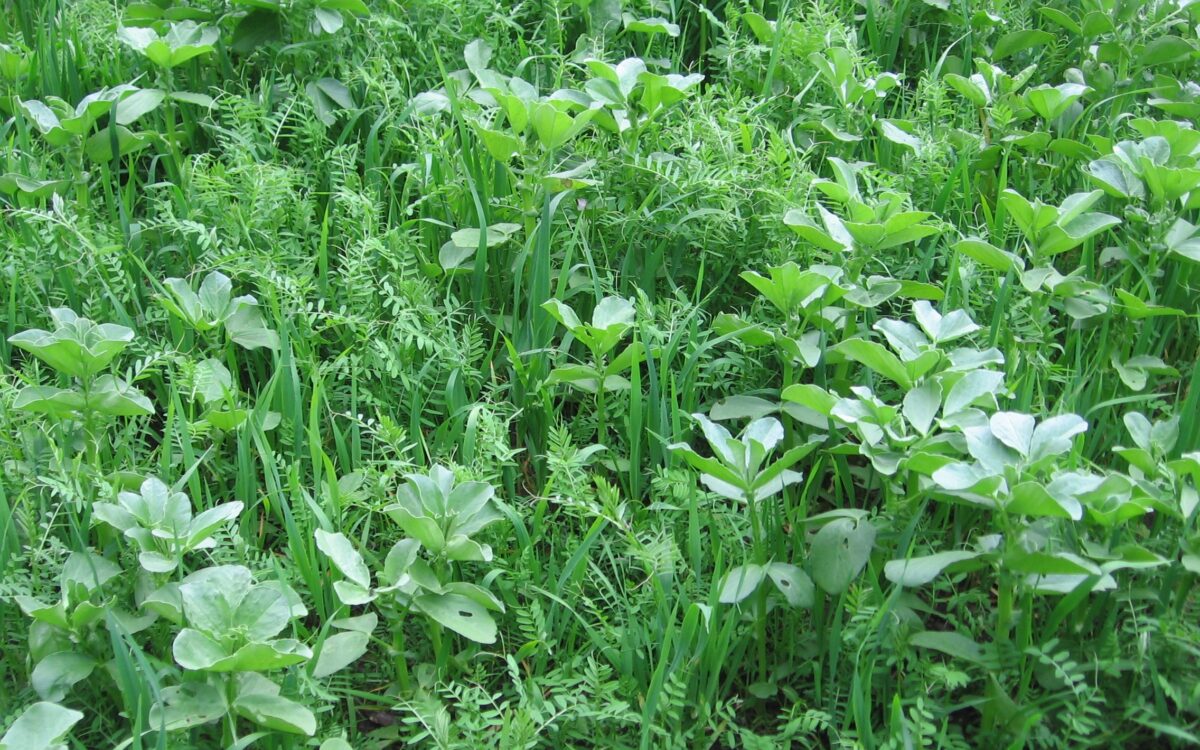 Cover Crops: The Key to Regenerating Soils