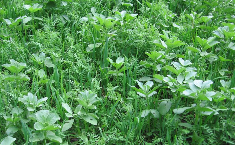 Cover Crops: The Key to Regenerating Soils