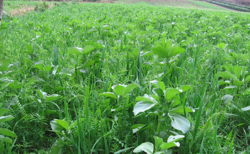 Reversing Climate Change with Regenerative Agriculture