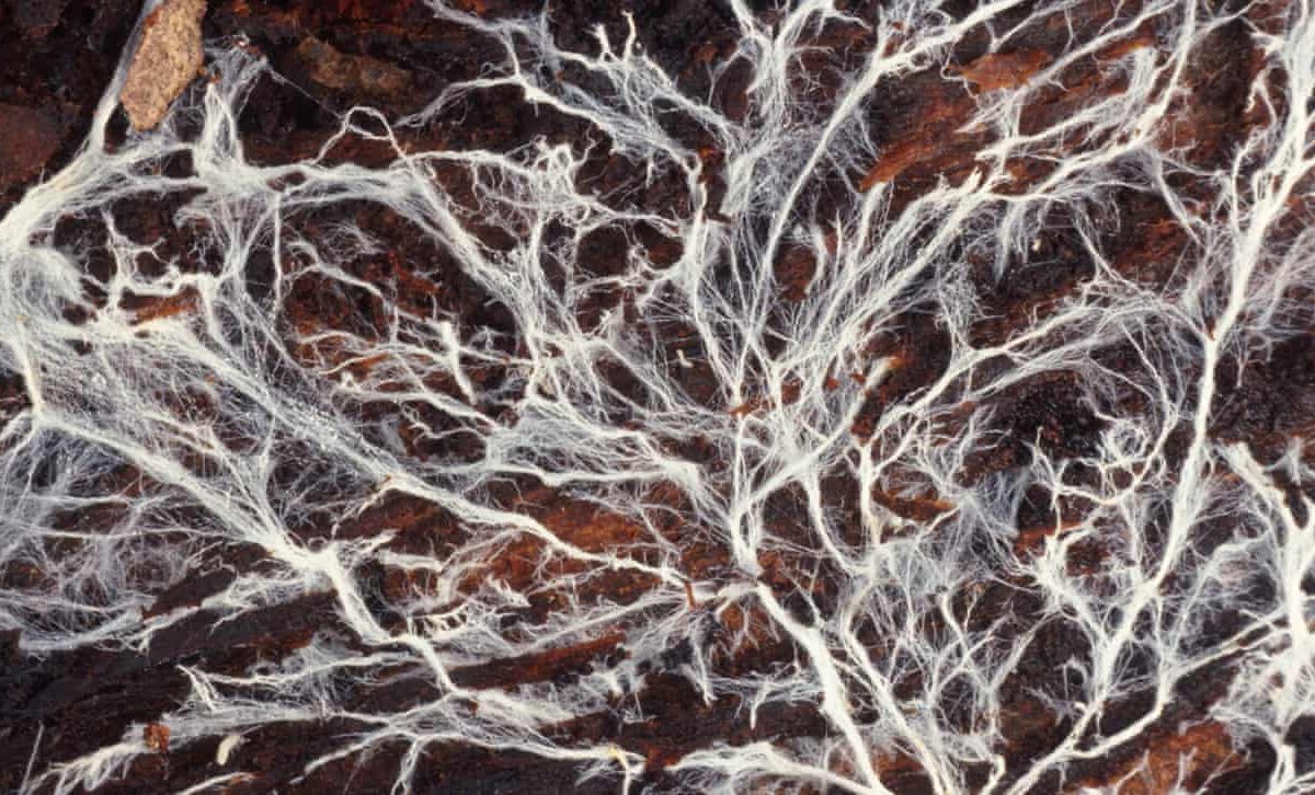 Microorganisms Build Fertility and Mitigate Climate Change: An Interview with Dr. Kris Nichols
