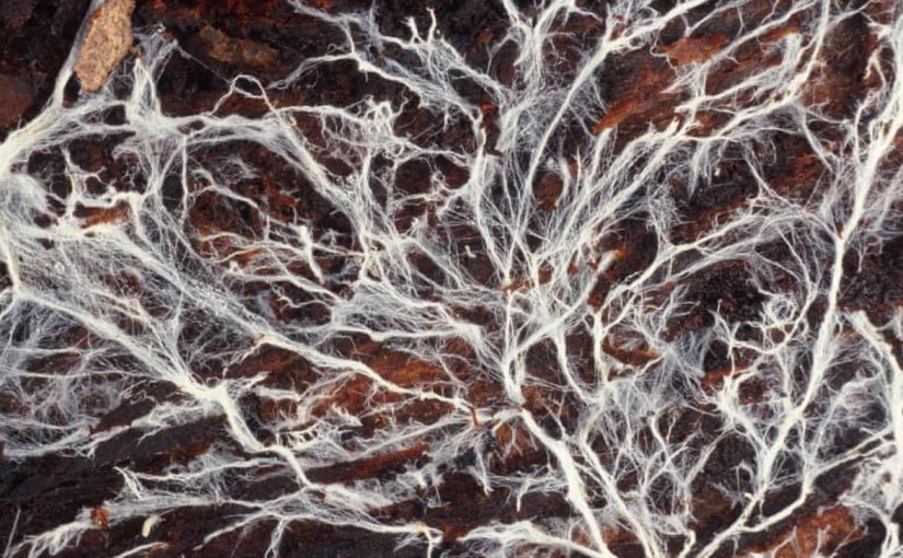 Microorganisms Build Fertility and Mitigate Climate Change: An Interview with Dr. Kris Nichols