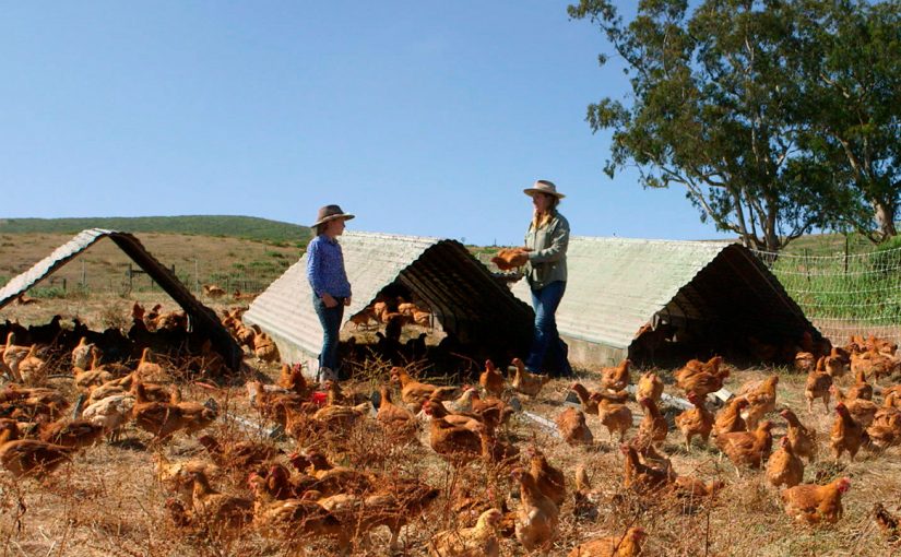 Regenerative Agriculture: Nourishing the Soil, Healing the Planet