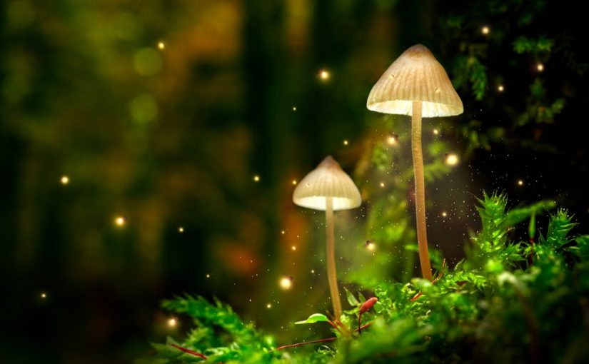 Compassion & Kinship: Astounding Intelligence in Nature
