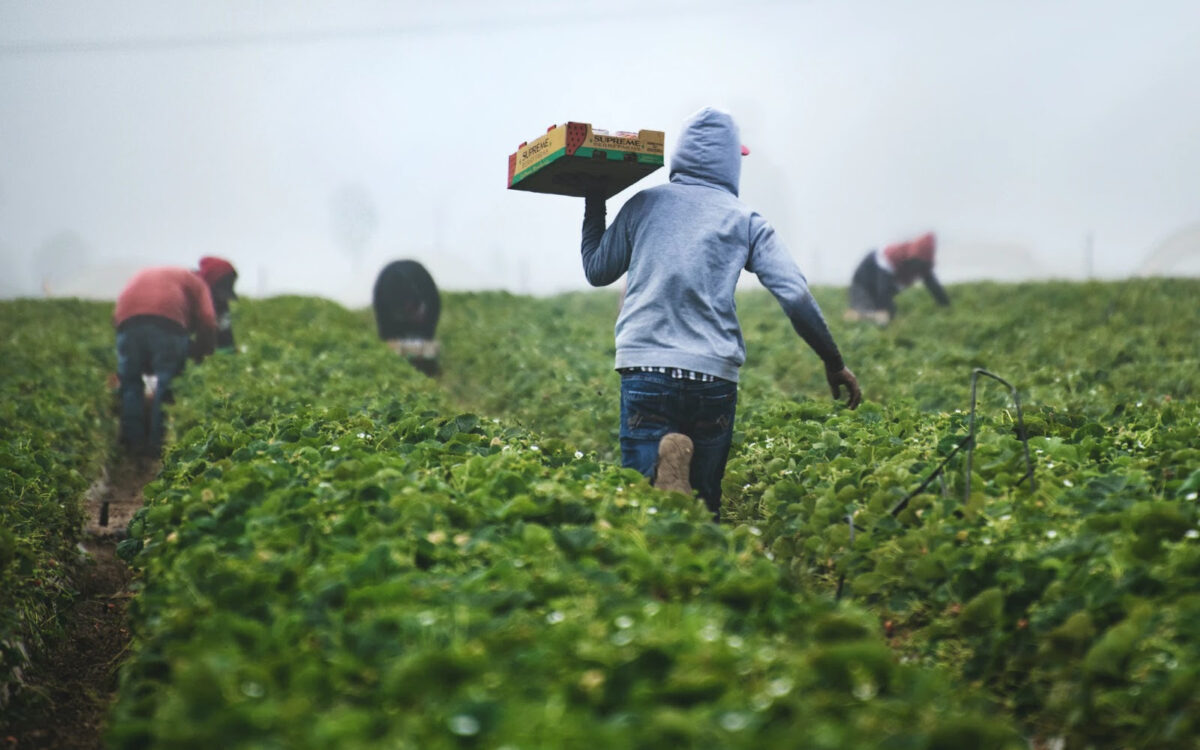 Cultivating Food Justice Through Regenerative Agriculture