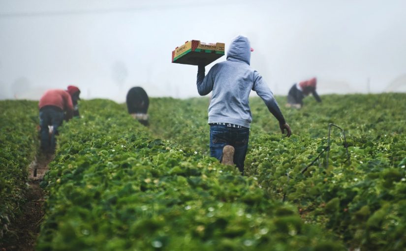Cultivating Food Justice Through Regenerative Agriculture