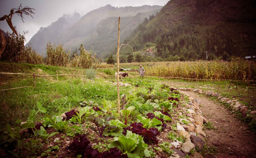 Becoming an Ally and a Food Security Activist in the Sacred Valley of Peru