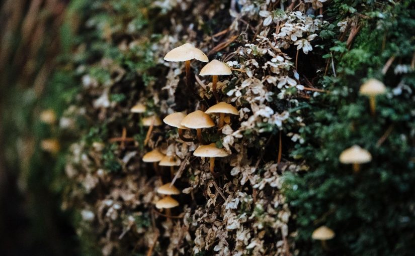 The Future of Psychedelics