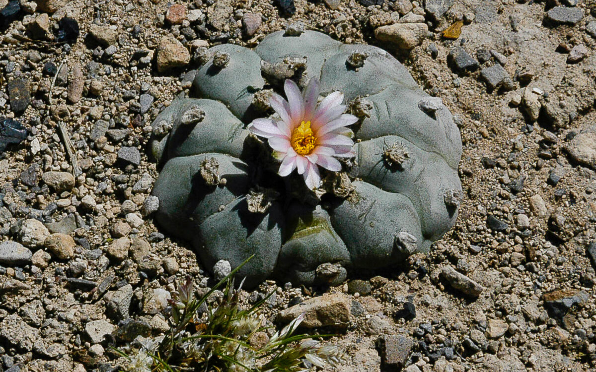 Human-Visionary Plant Relationships in the Anthropocene