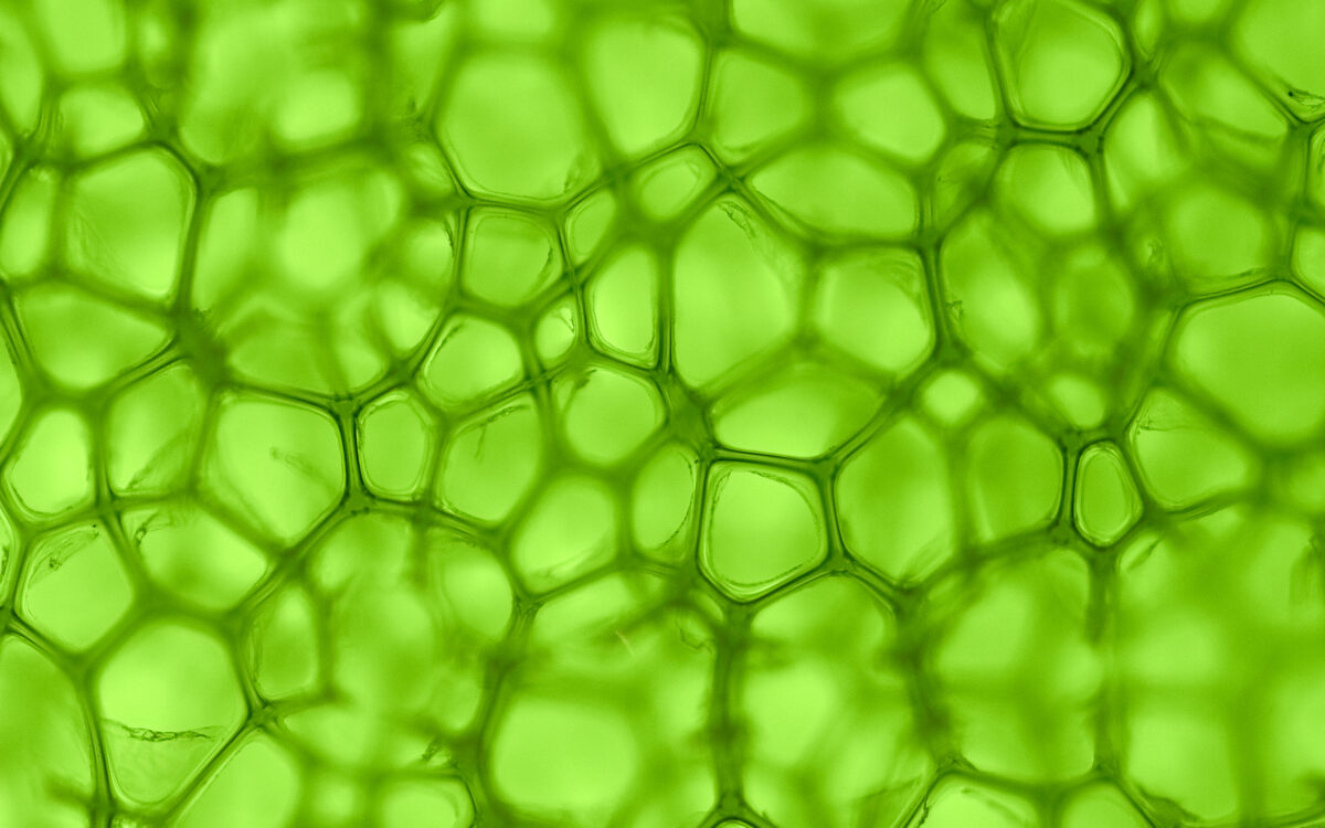Human-Visionary Plant Relationships in the Anthropocene