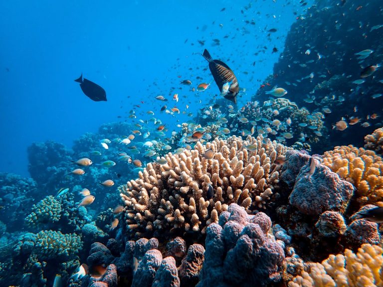 Ocean Conservation & Climate Change: Extinguishing the Flames - Bioneers