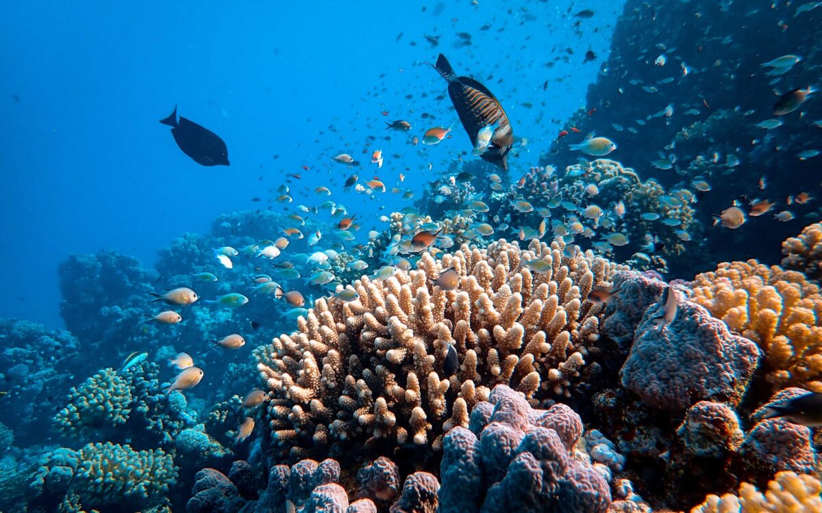 Turning the Tide: Commercial Fishing & Ocean Conservation