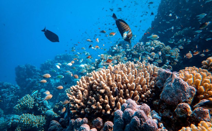 Turning the Tide: Commercial Fishing & Ocean Conservation