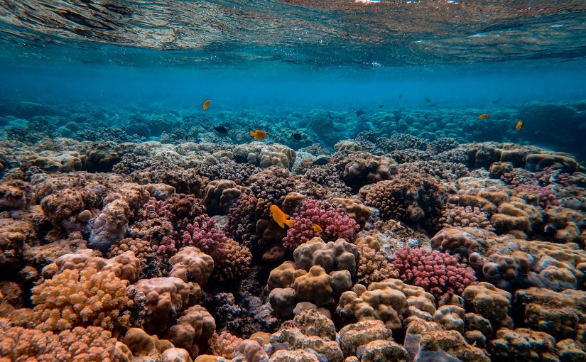 This New Tool Maps and Tracks Coral Reef Bleaching