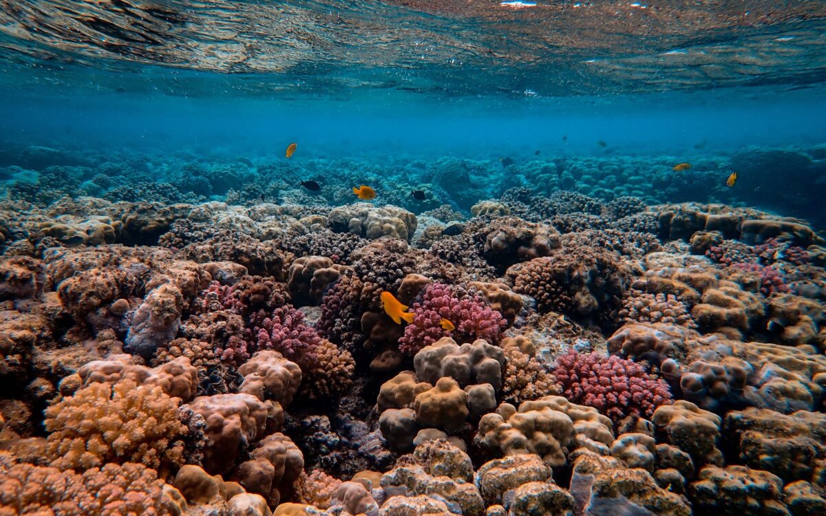This New Tool Maps and Tracks Coral Reef Bleaching