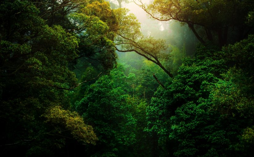 Protecting cultural and biological diversity is central to solving climate change