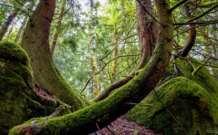 Finding the Mother Tree: Suzanne Simard and Forest Wisdom