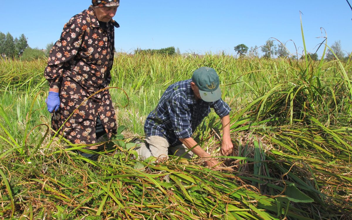 Exploring the Healing Promise of Plant Medicines in a Global Industry