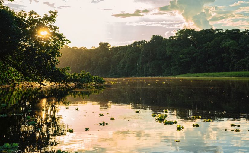 Conservation, Regeneration, Biodiversity: The Plan We Need for Survival