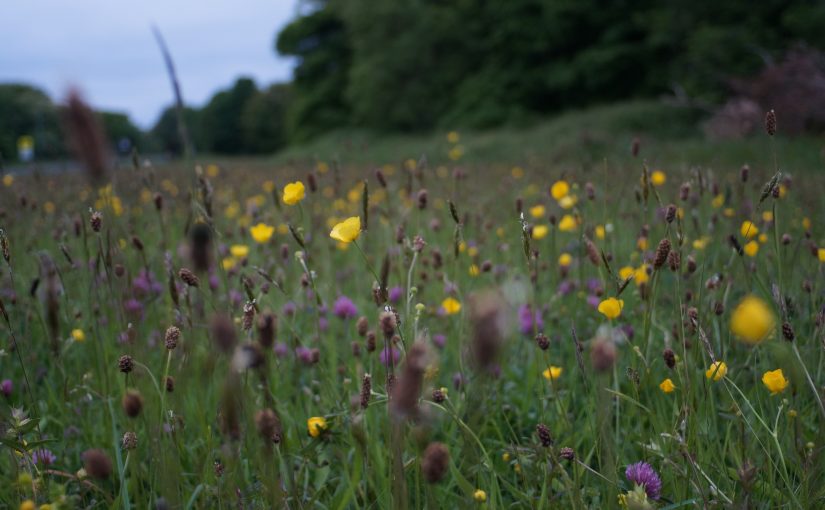 A Global Deal for Nature: How New Targets for Land Protection & Regeneration Are Transforming Conservation