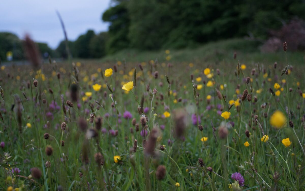 A Global Deal for Nature: How New Targets for Land Protection & Regeneration Are Transforming Conservation